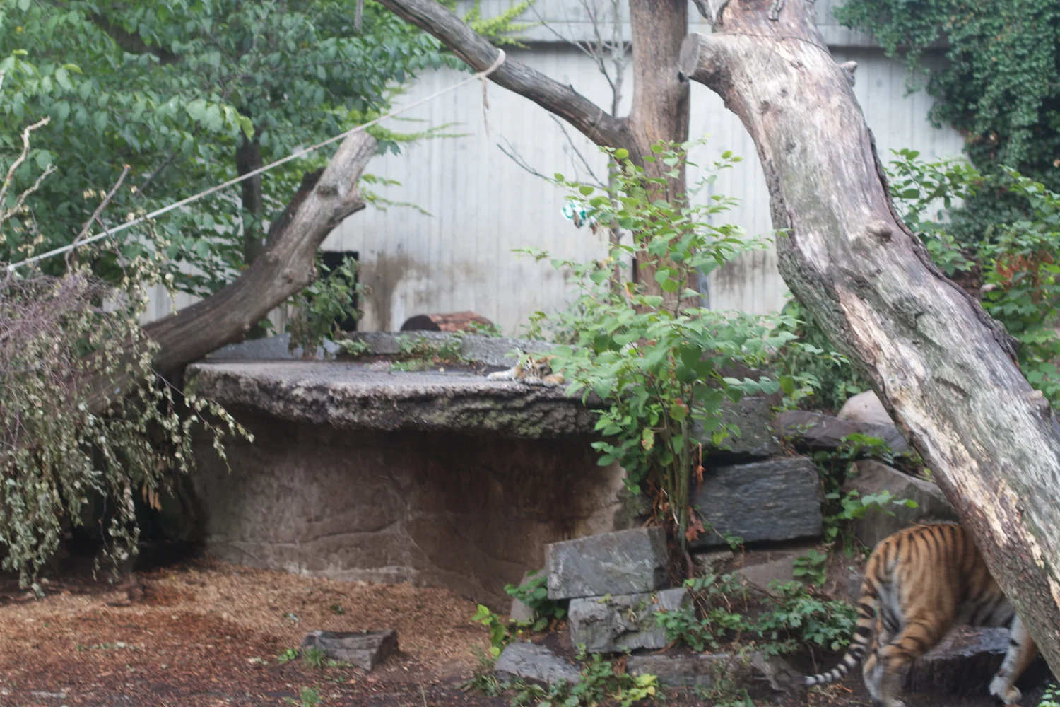 Anna gal bogorm 2013_08_08 184.jpg