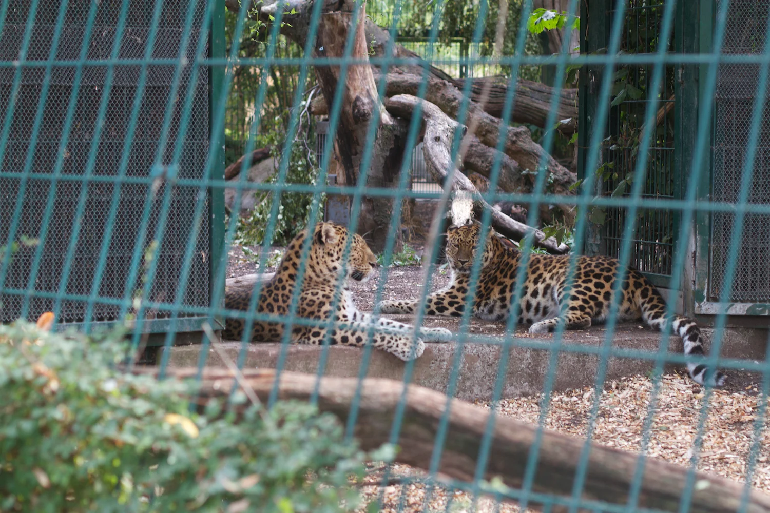 Anna gal bogorm 2013_08_08 192.jpg