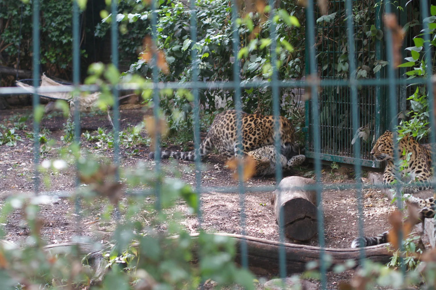 Anna gal bogorm 2013_08_08 193.jpg