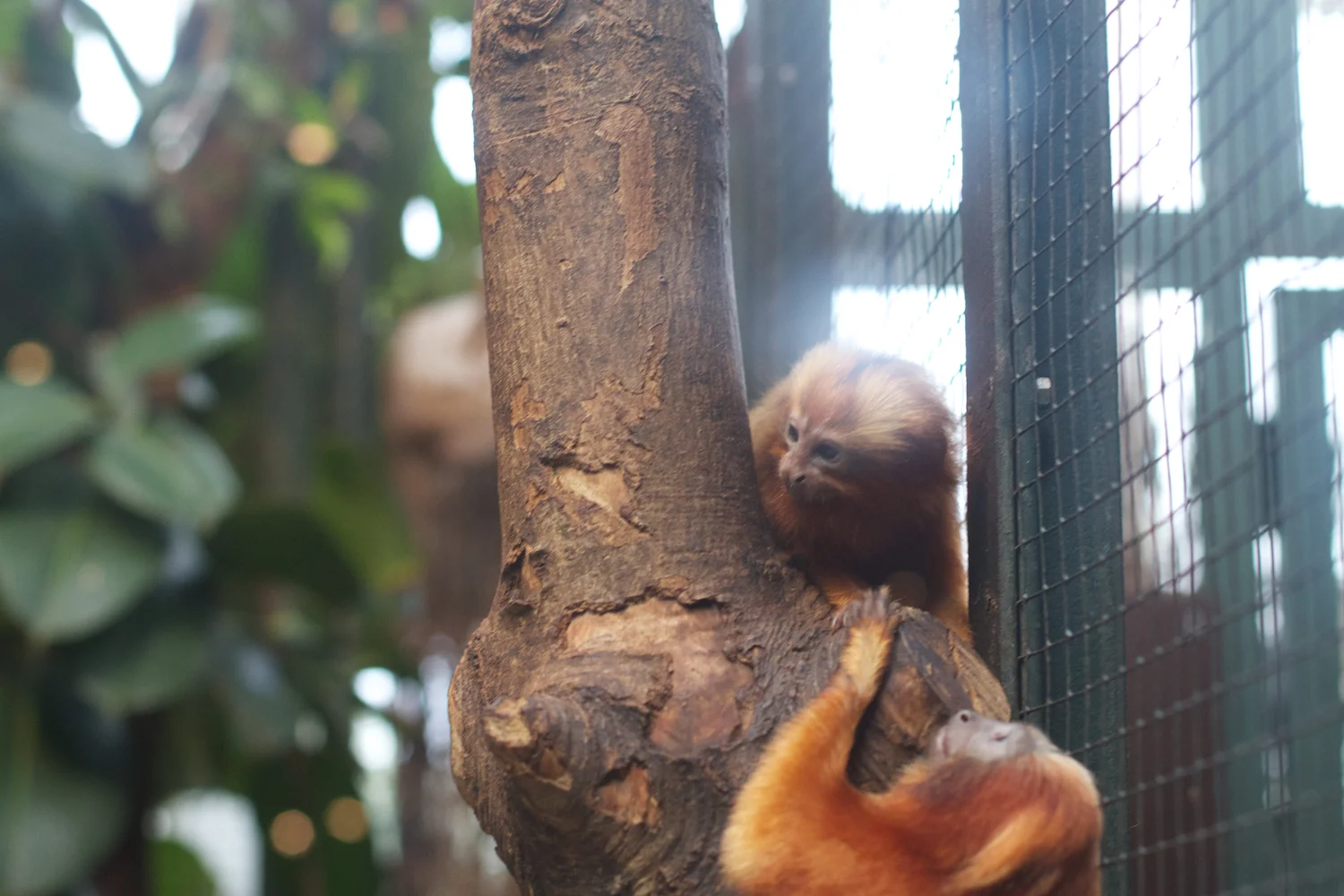 Anna gal bogorm 2013_08_08 206.jpg