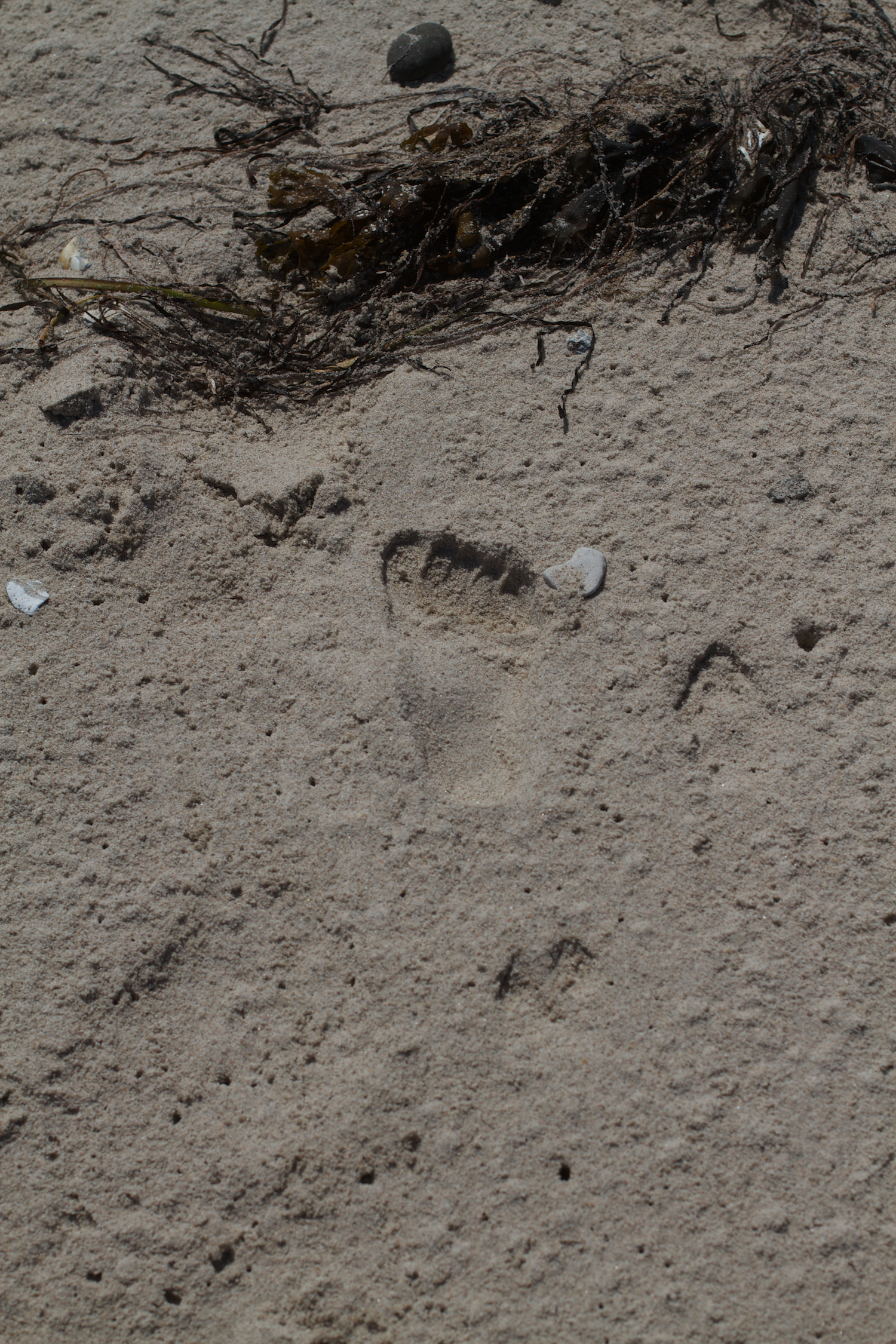 Helgenæs strand 2013_07_24 9.jpg