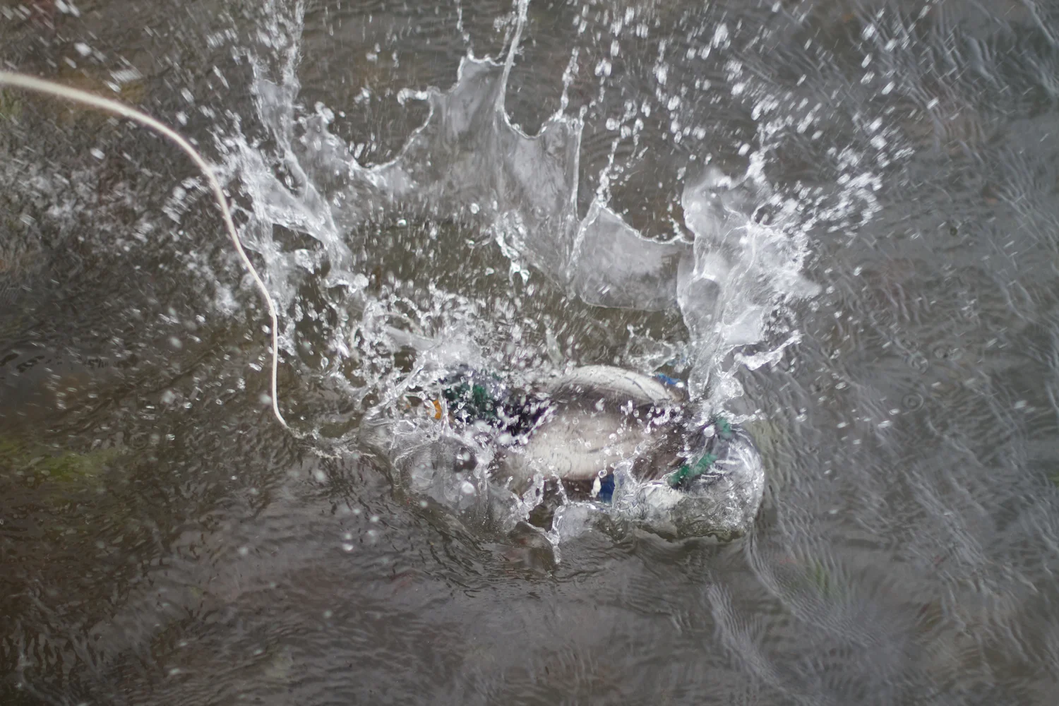 Anna på Røsnæs 2013_07_14 7.jpg