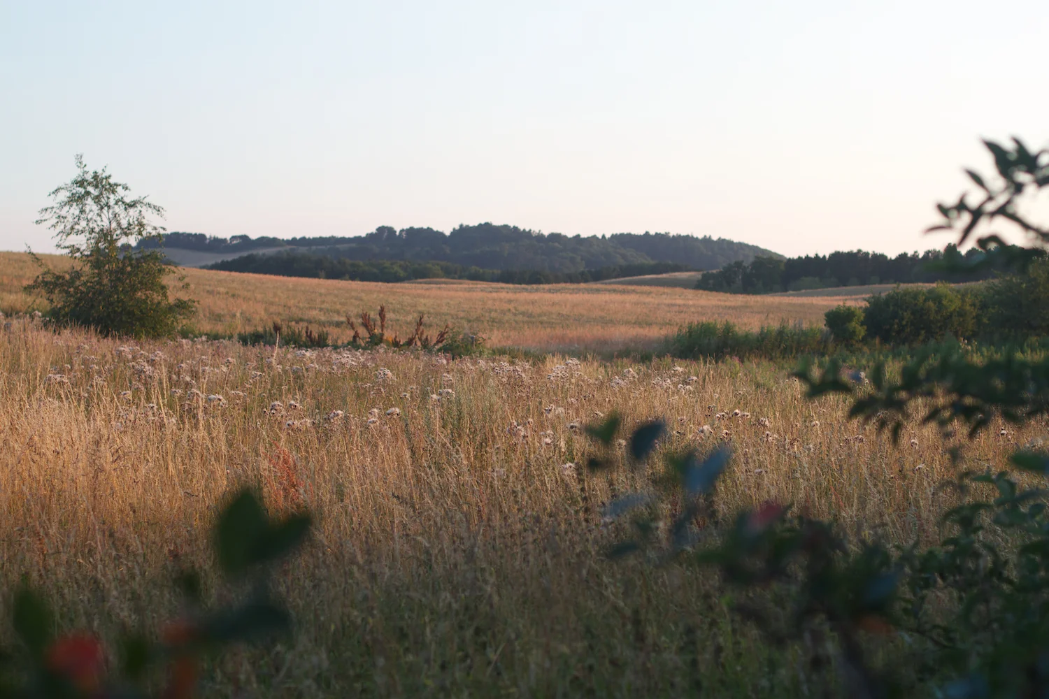 Ebeltoft 2013_07_25 45.jpg