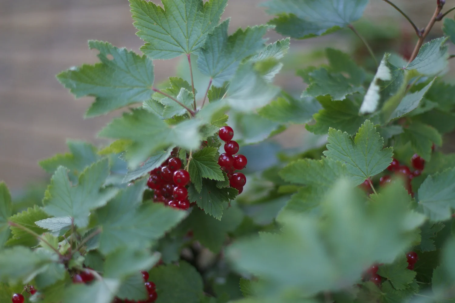 Ebeltoft 2013_07_25 46.jpg
