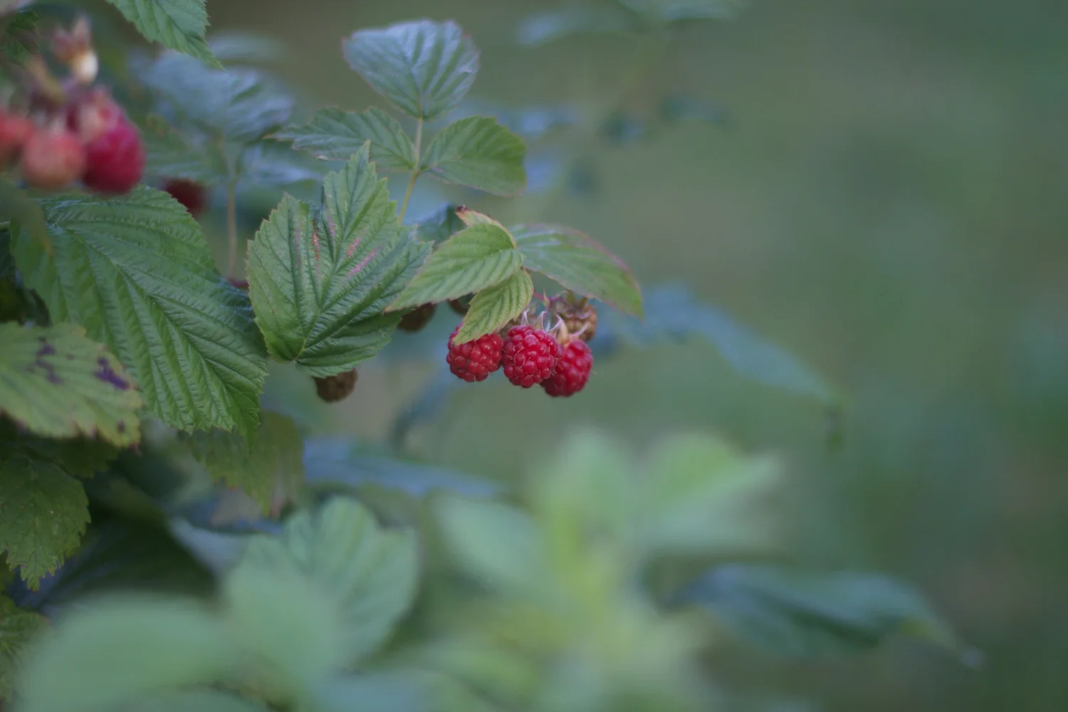 Ebeltoft 2013_07_25 48.jpg