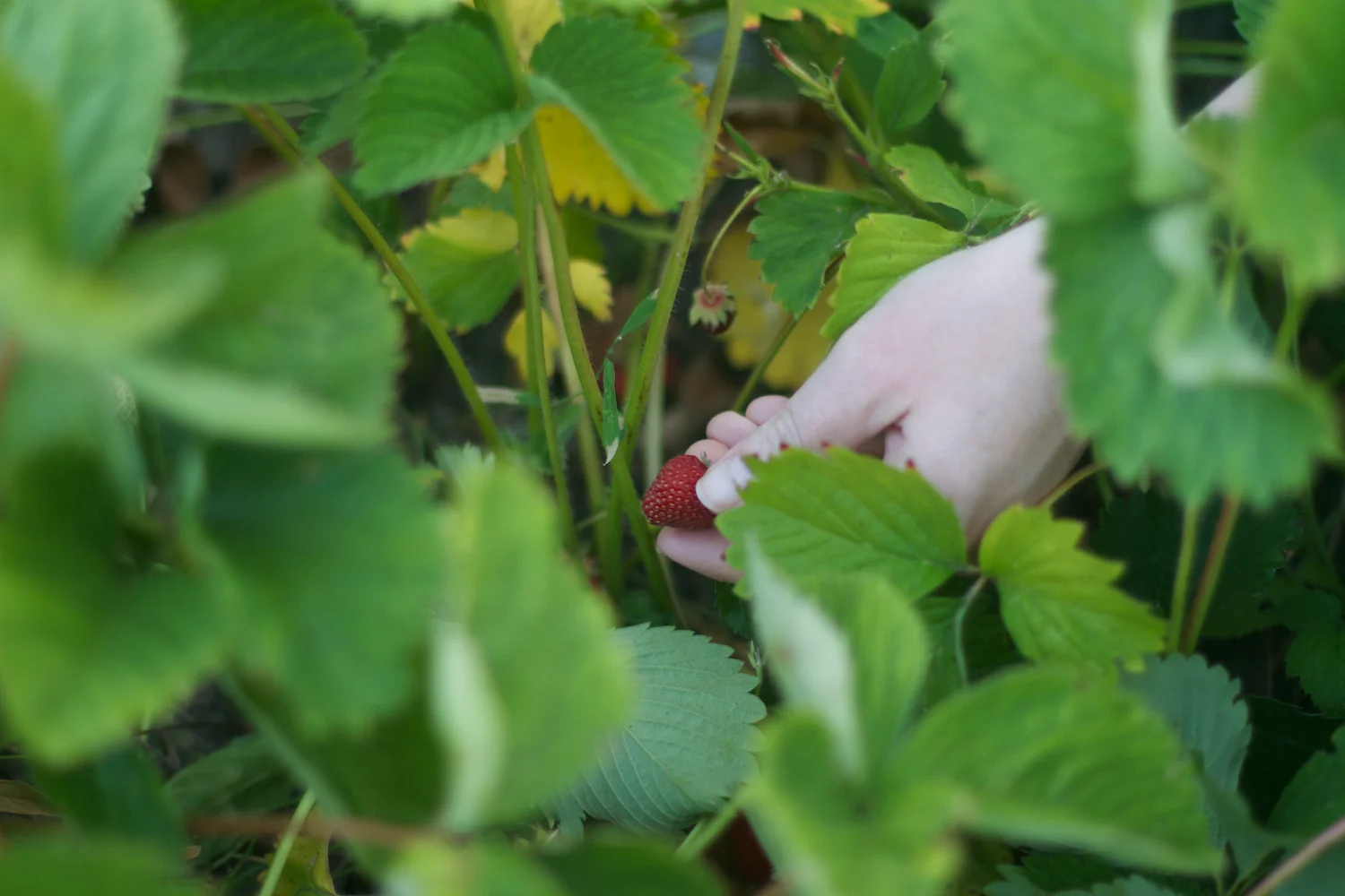 Ebeltoft 2013_07_25 49.jpg