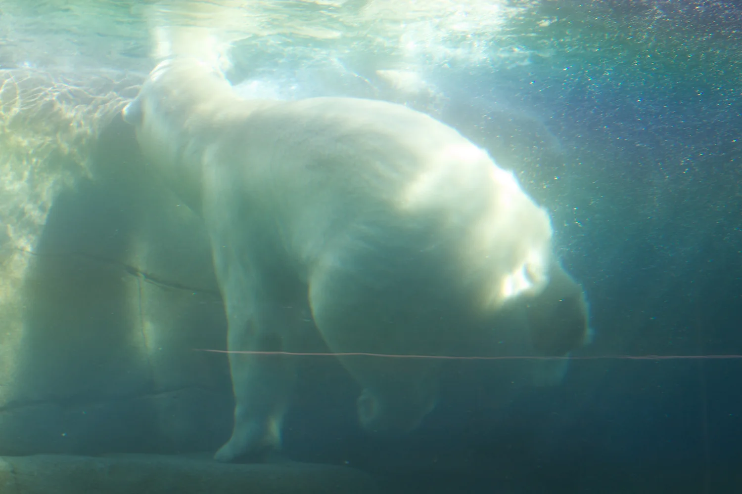 Zoo igen + følge 2013_03_23 3.jpg