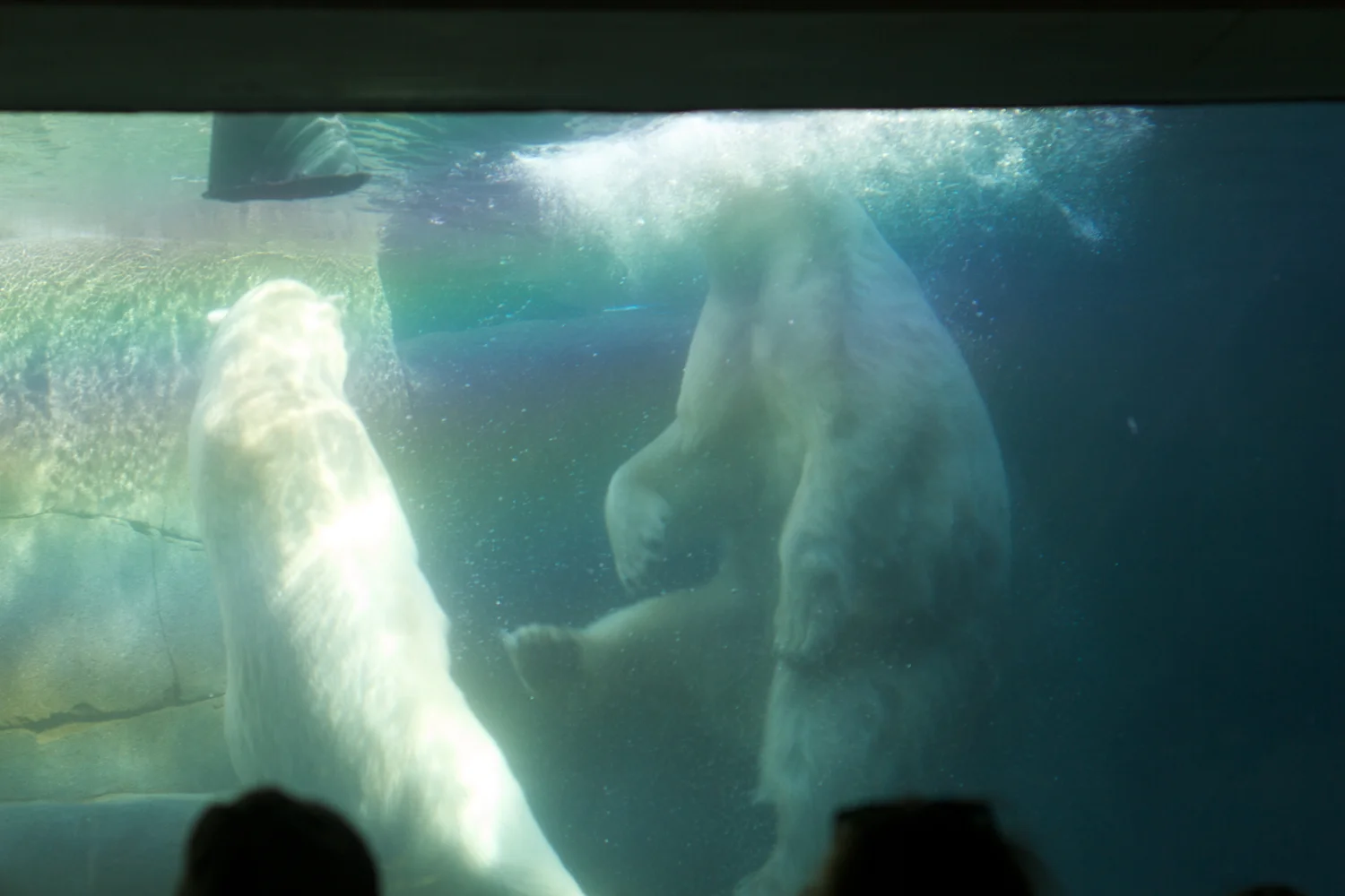 Zoo igen + følge 2013_03_23 6.jpg