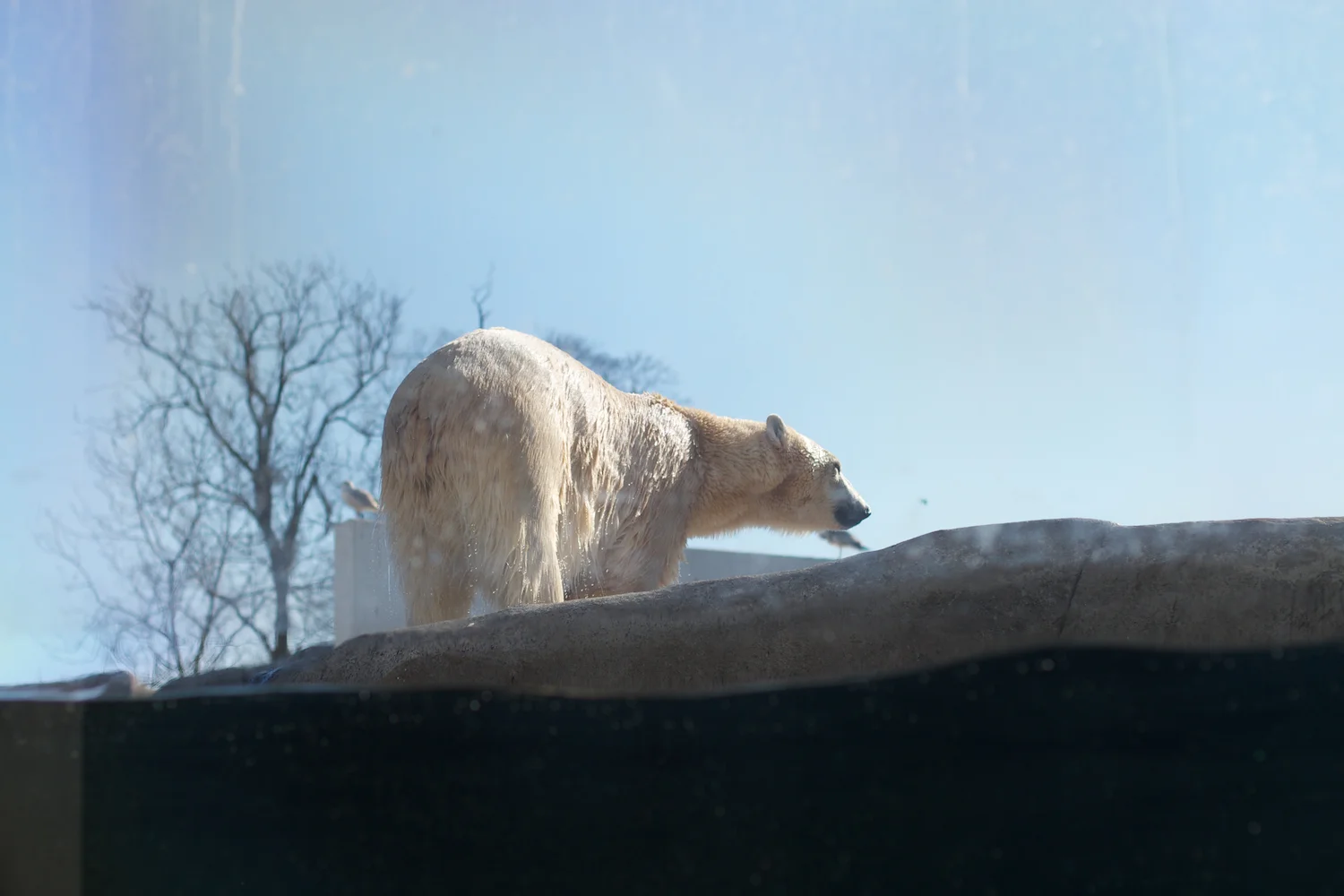 Zoo igen + følge 2013_03_23 8.jpg