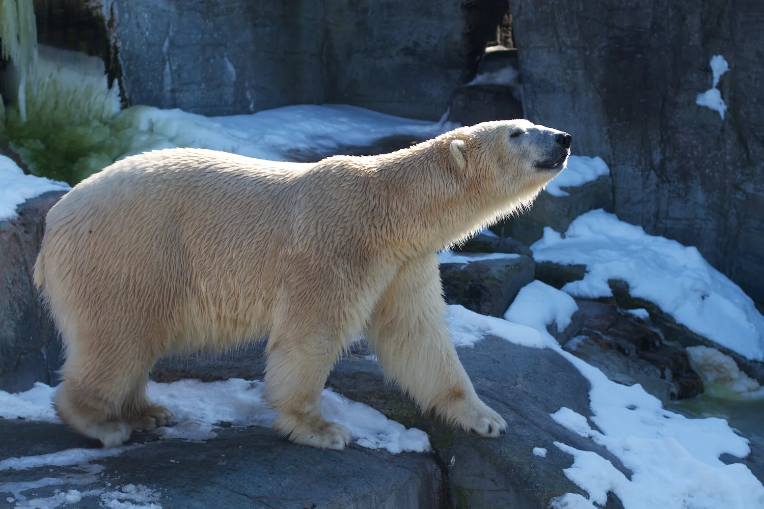 Zoo igen + følge 2013_03_23 10.jpg