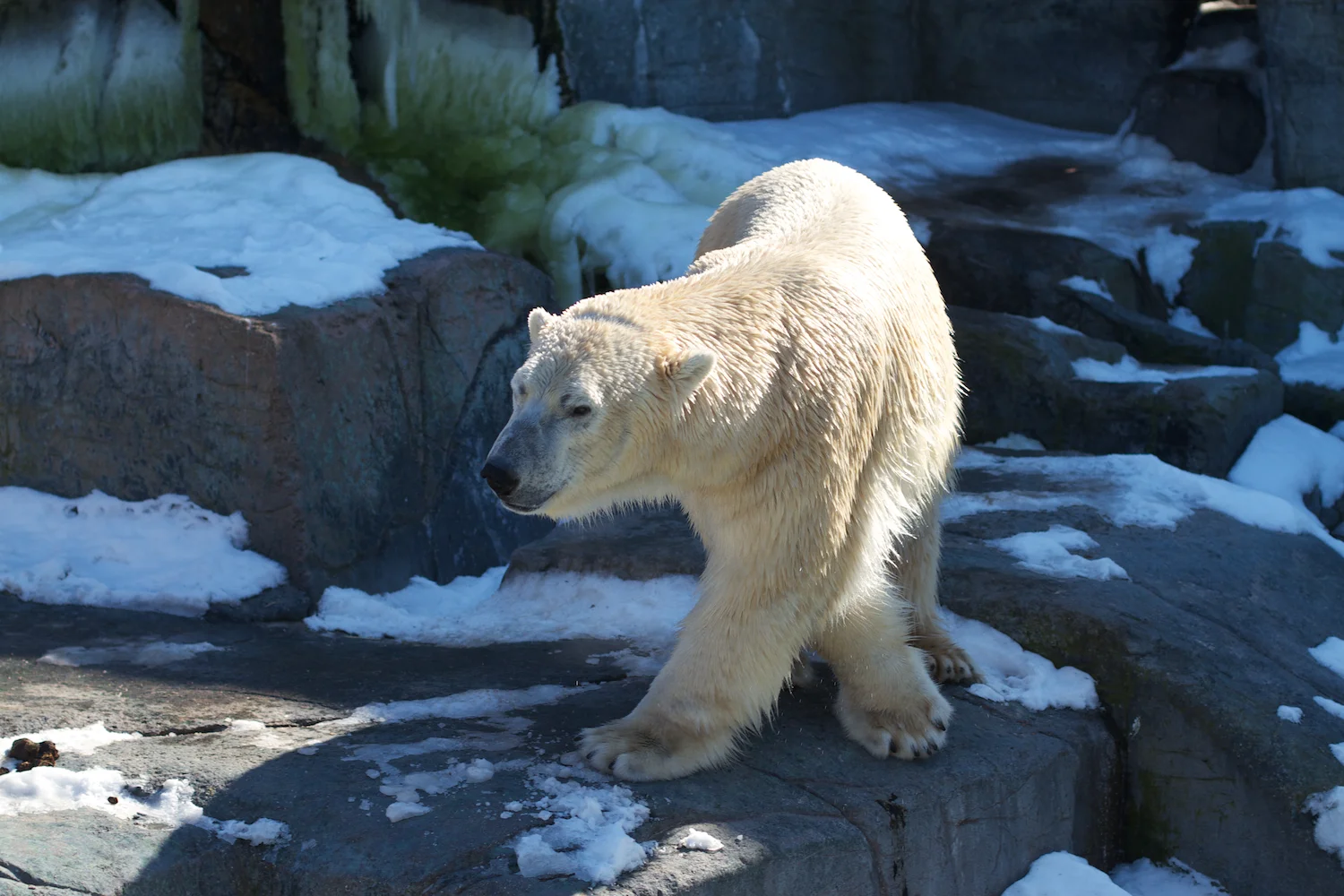 Zoo igen + følge 2013_03_23 11.jpg