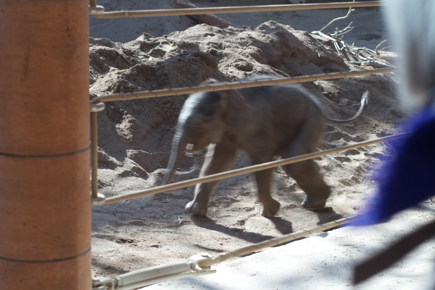 Zoo igen + følge 2013_03_23 15.jpg