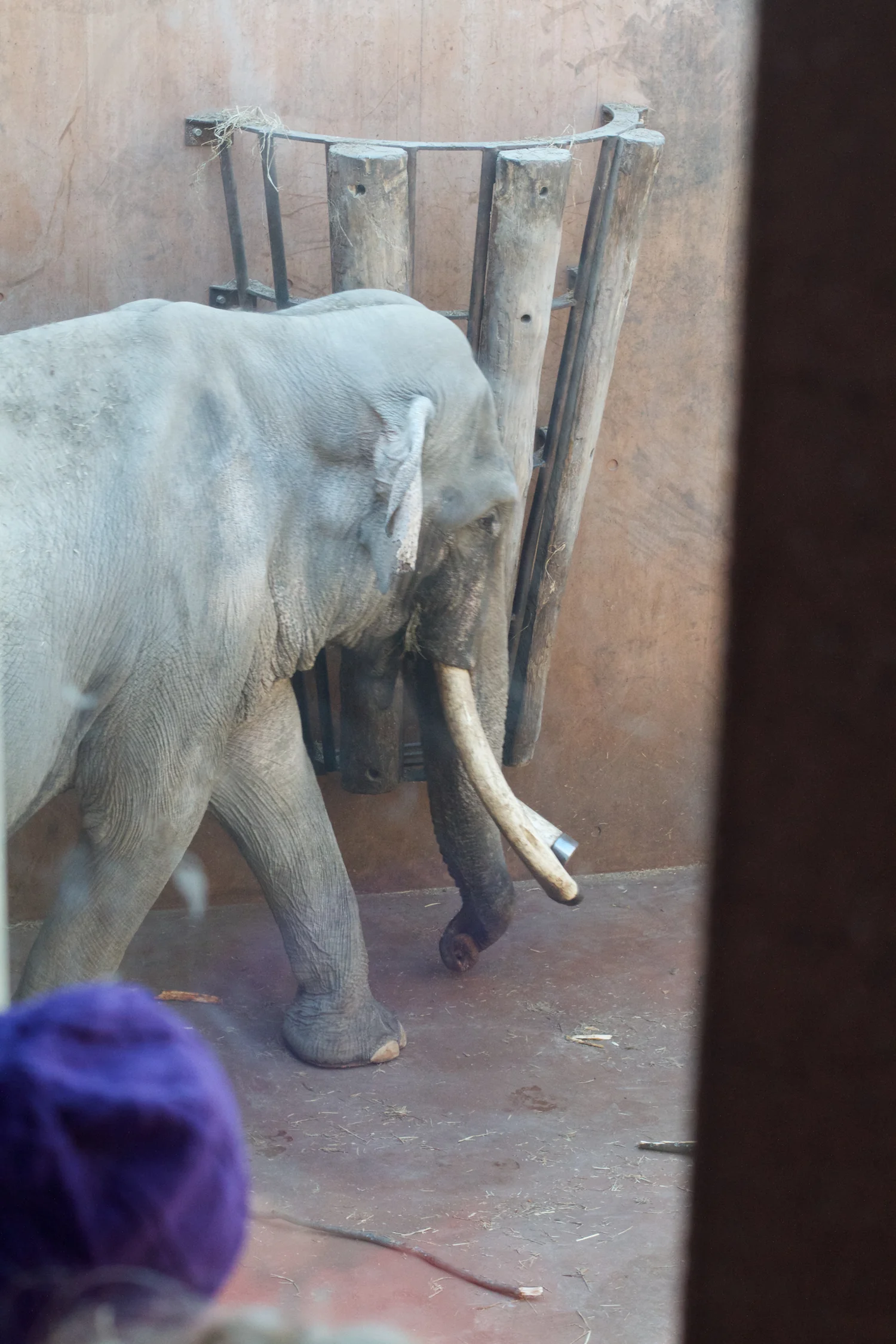 Zoo igen + følge 2013_03_23 17.jpg