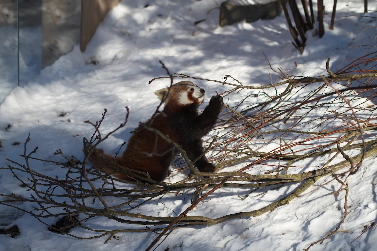 Zoo igen + følge 2013_03_23 19.jpg