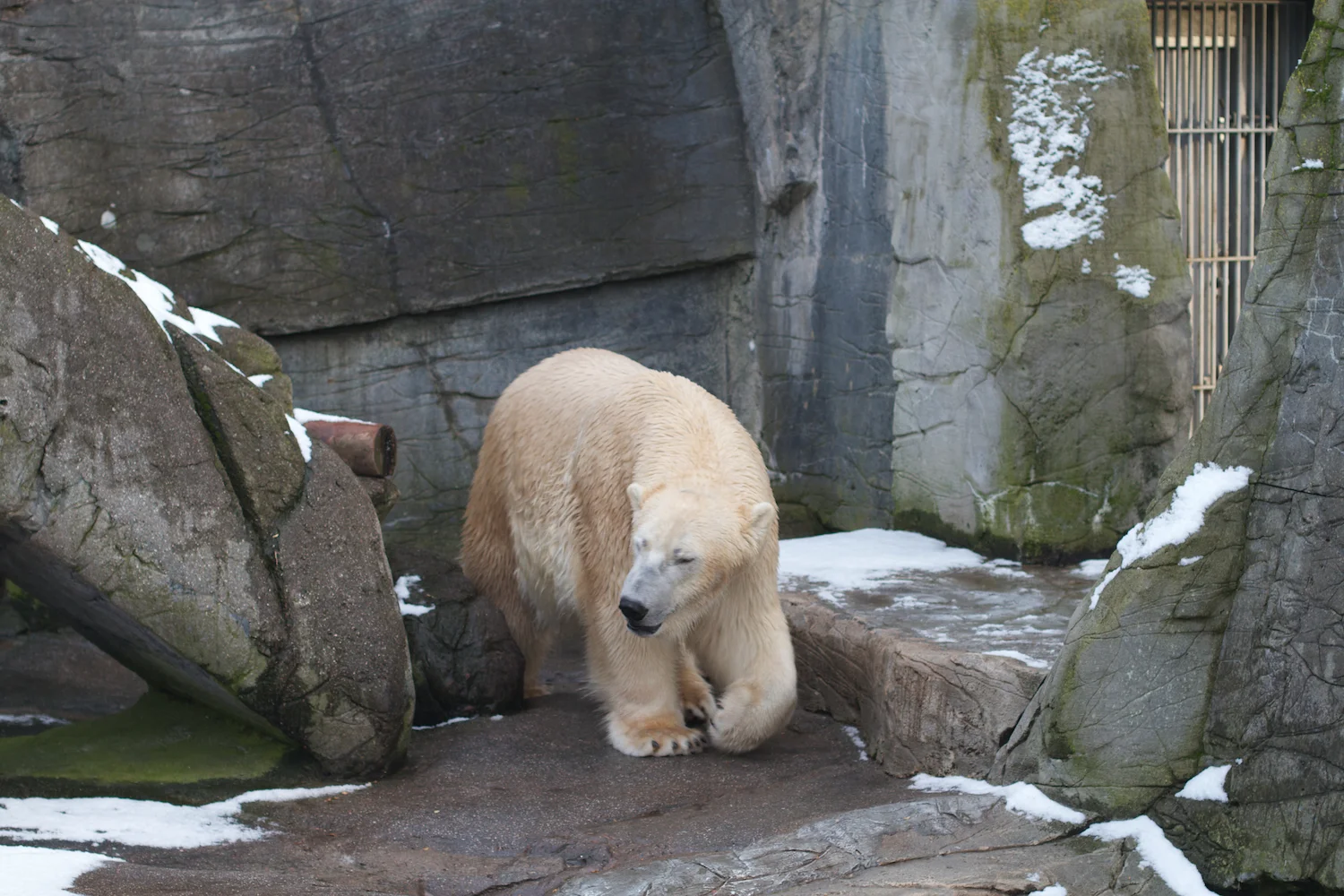 Zoo arktisk ring 2013_02_08 2.jpg