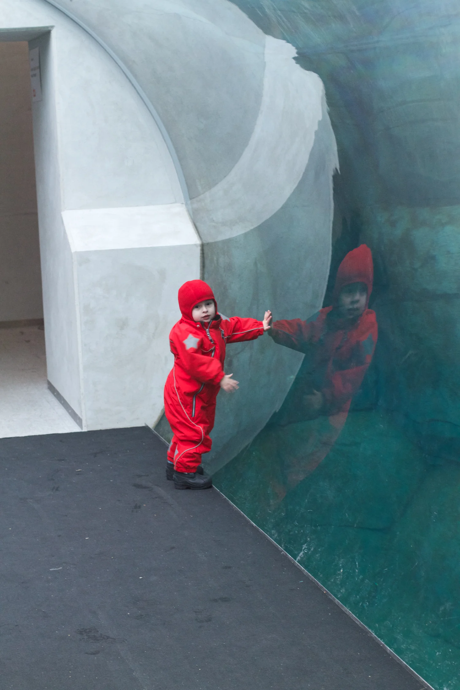 Zoo arktisk ring 2013_02_08 1.jpg