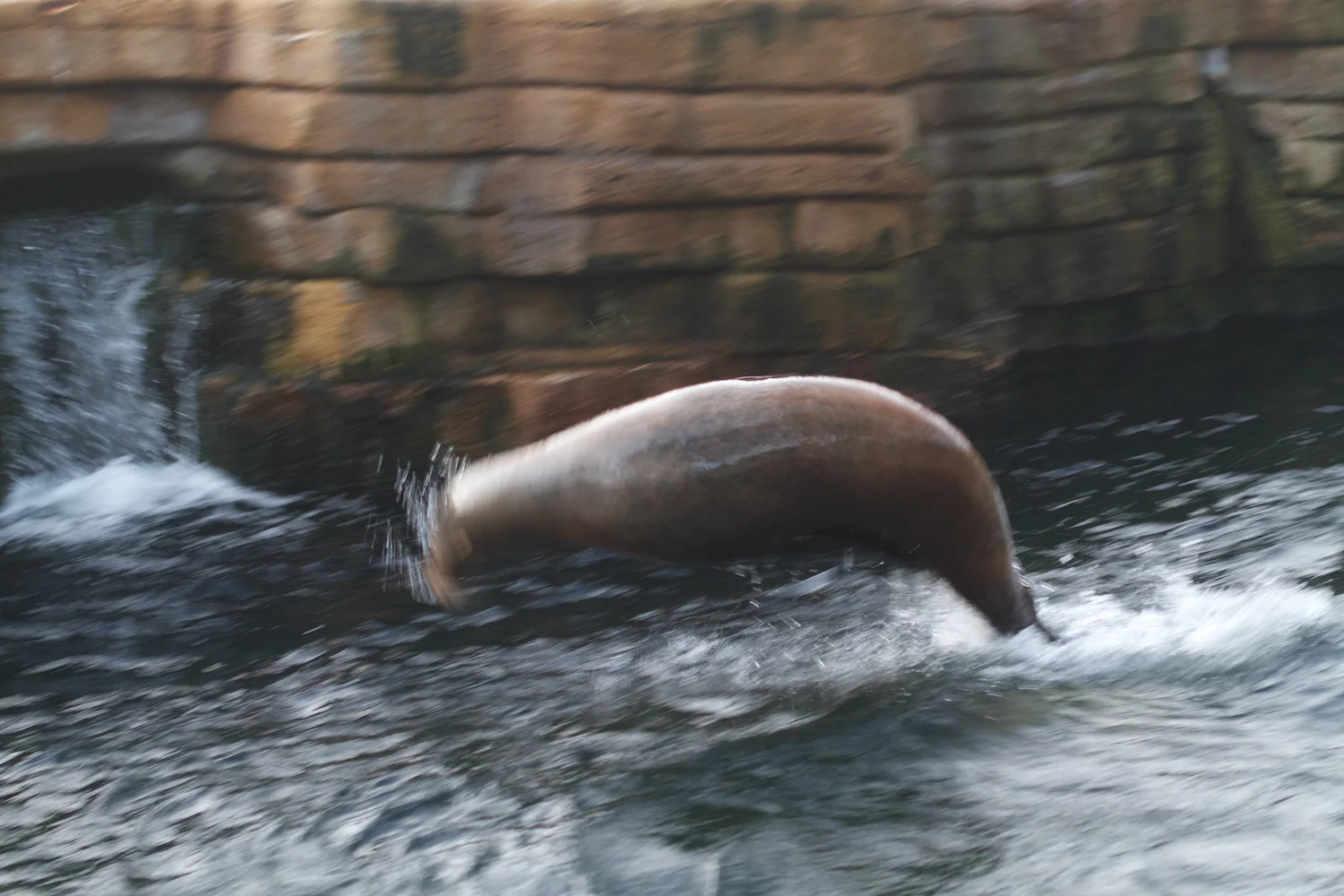 Zoo arktisk ring 2013_02_08 10.jpg