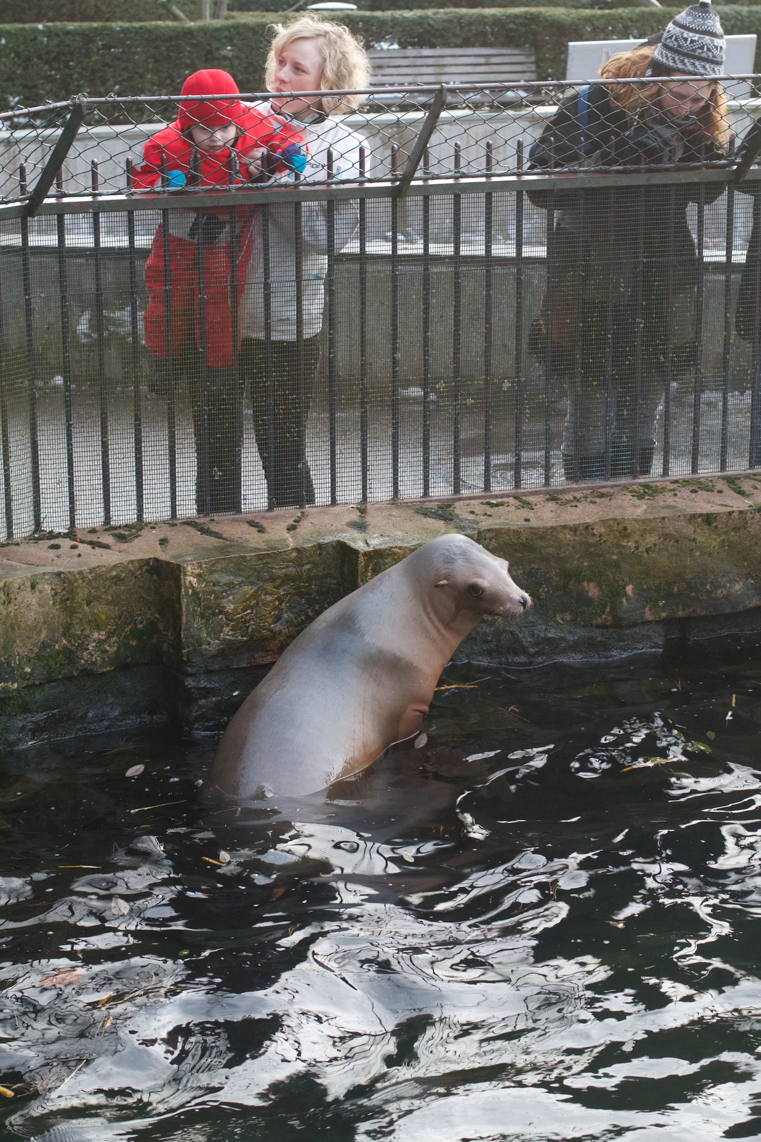Zoo arktisk ring 2013_02_08 8.jpg