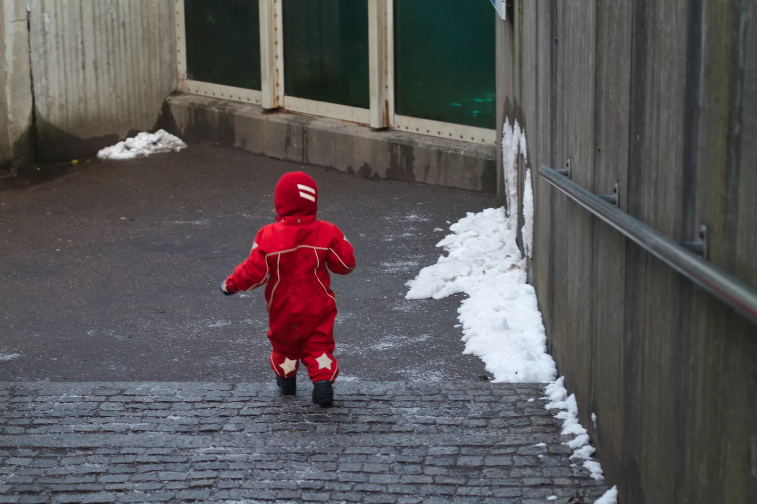 Zoo arktisk ring 2013_02_08 11.jpg