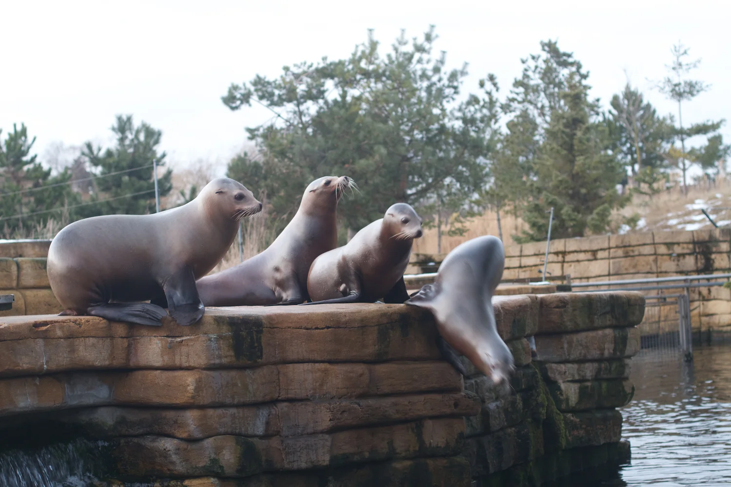 Zoo arktisk ring 2013_02_08 13.jpg