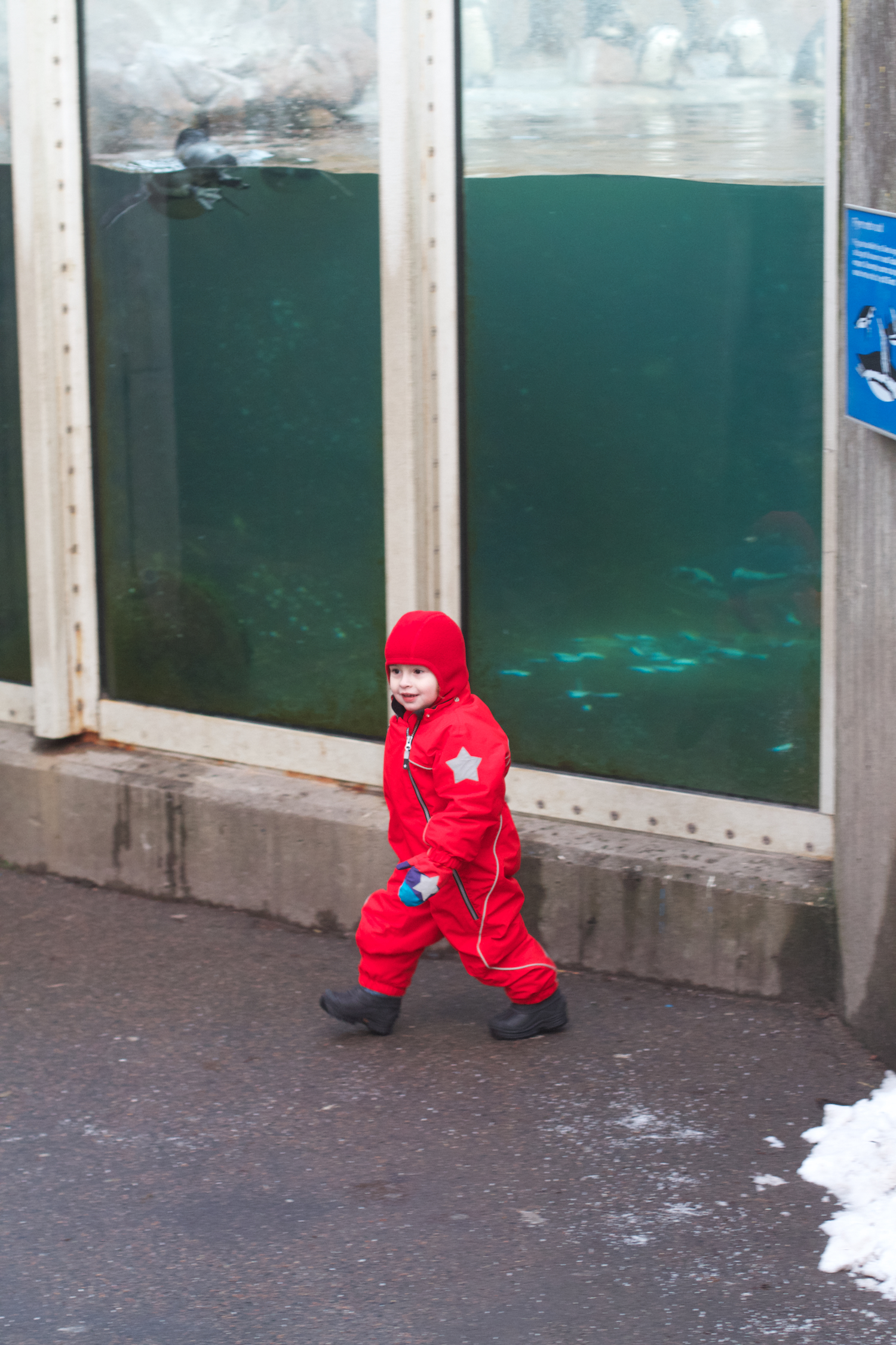 Zoo arktisk ring 2013_02_08 12.jpg