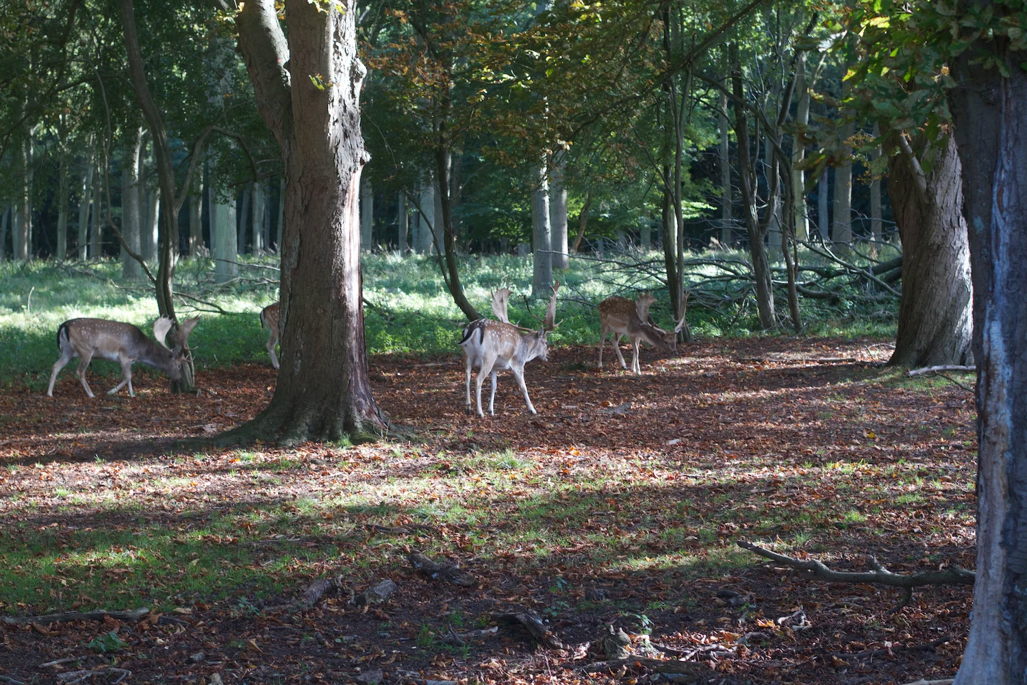 skd pic 2013_09_28 IMG_4857.CR2.jpg