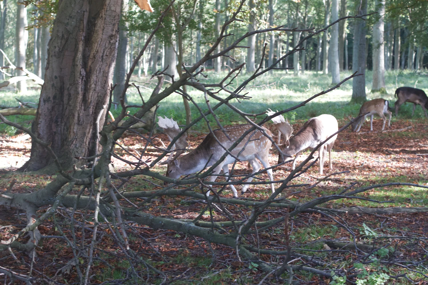 skd pic 2013_09_28 IMG_4862.CR2.jpg