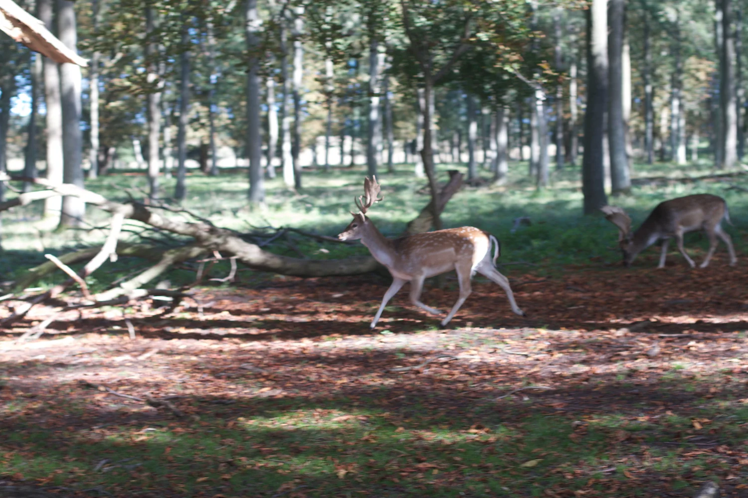 skd pic 2013_09_28 IMG_4872.CR2.jpg