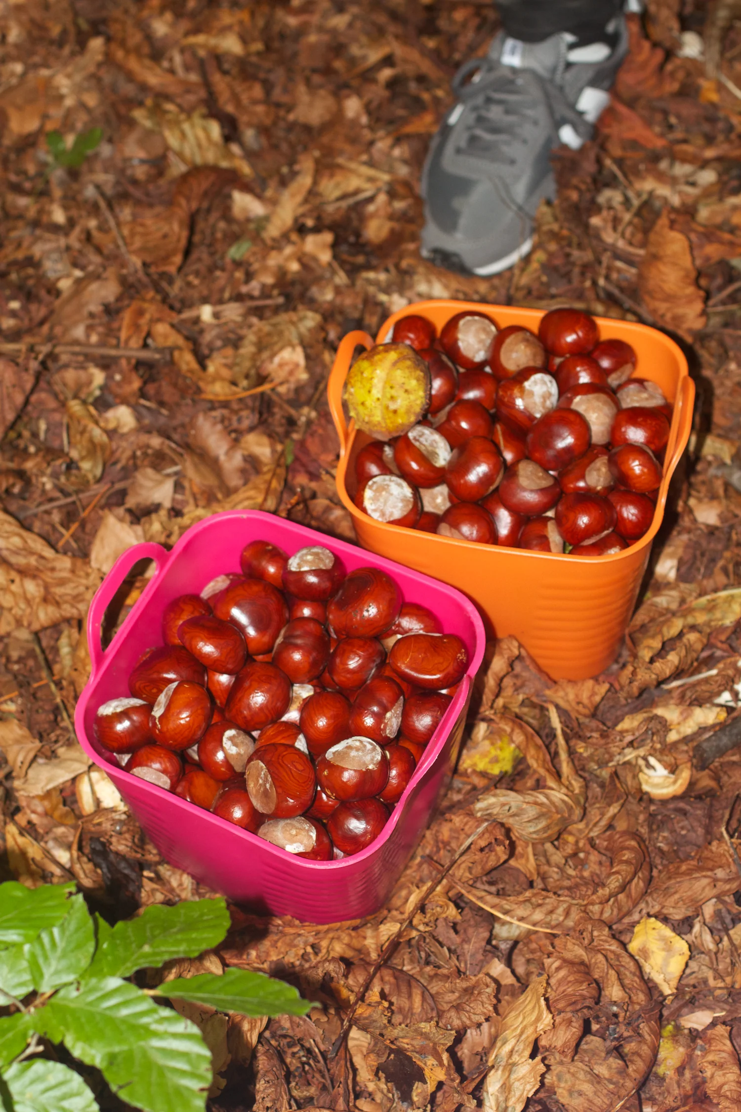 skd pic 2013_09_28 IMG_4911.CR2.jpg