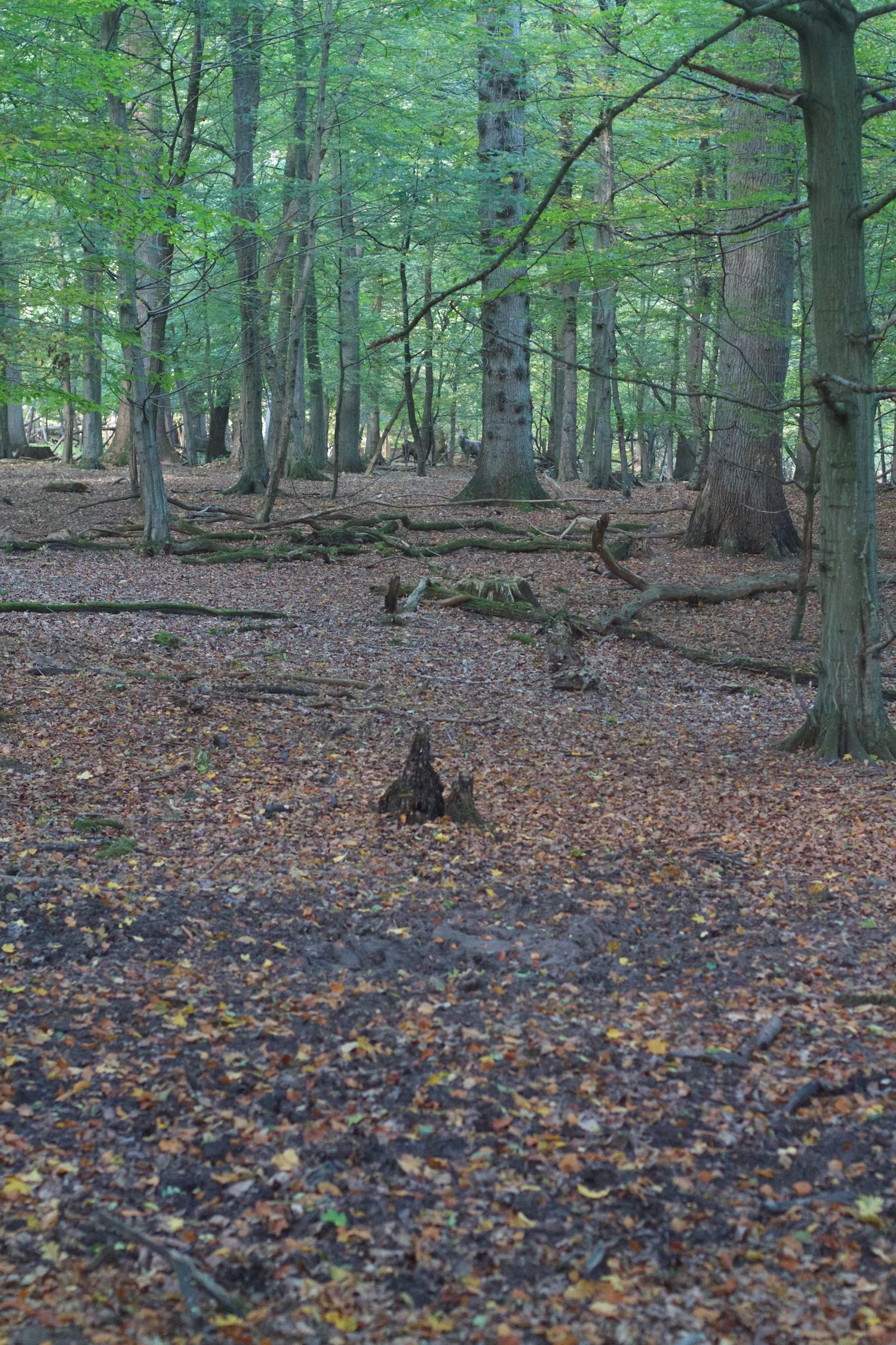 skd pic 2013_10_06 IMG_5078.CR2.jpg