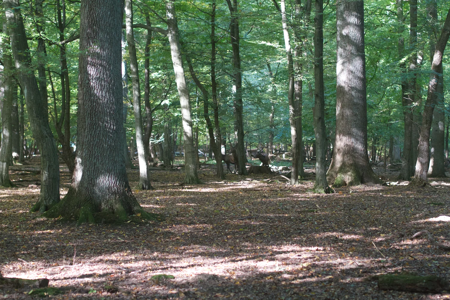 skd pic 2013_10_06 IMG_5089.CR2.jpg