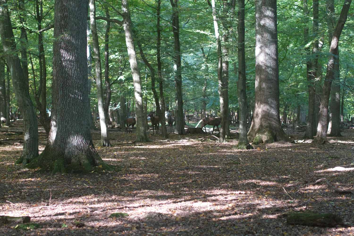 skd pic 2013_10_06 IMG_5091.CR2.jpg