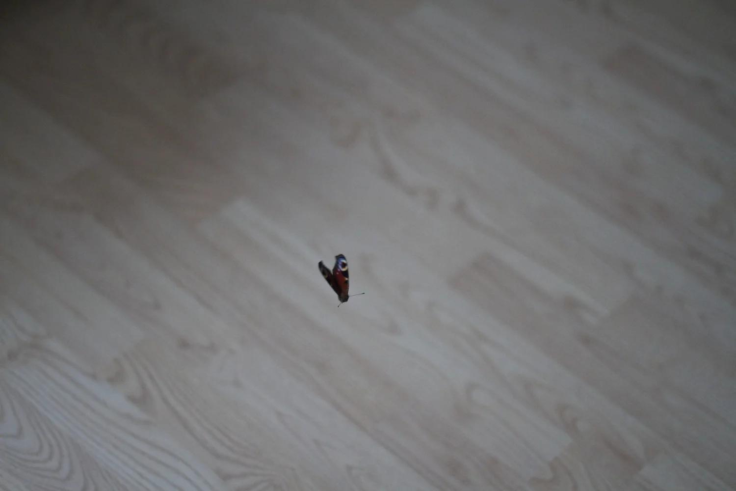 skd pic 2012_08_21 IMG_4321.CR2.jpg