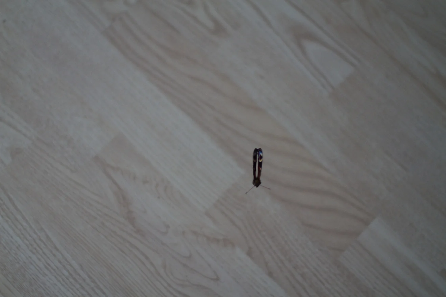 skd pic 2012_08_21 IMG_4325.CR2.jpg