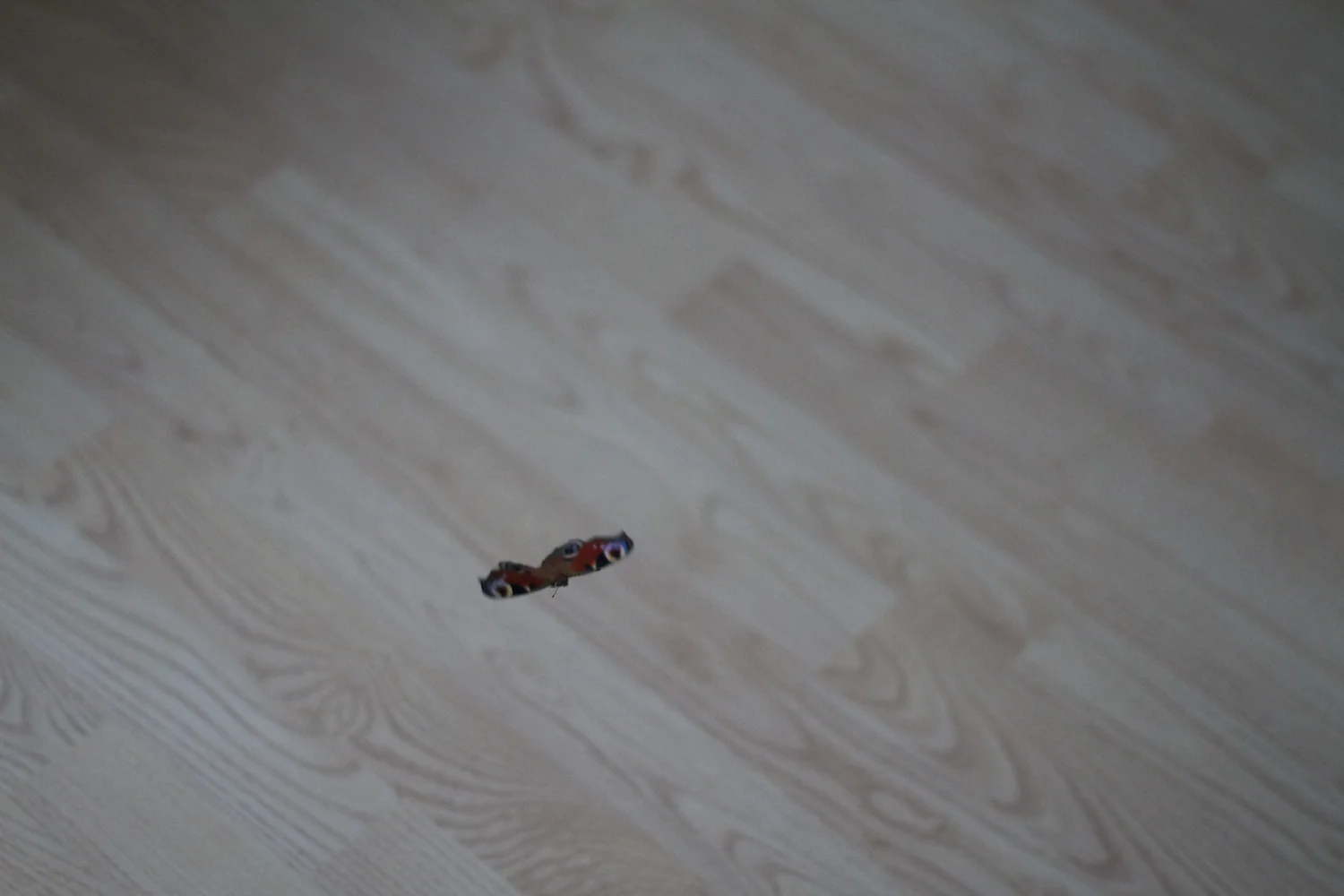 skd pic 2012_08_21 IMG_4322.CR2.jpg