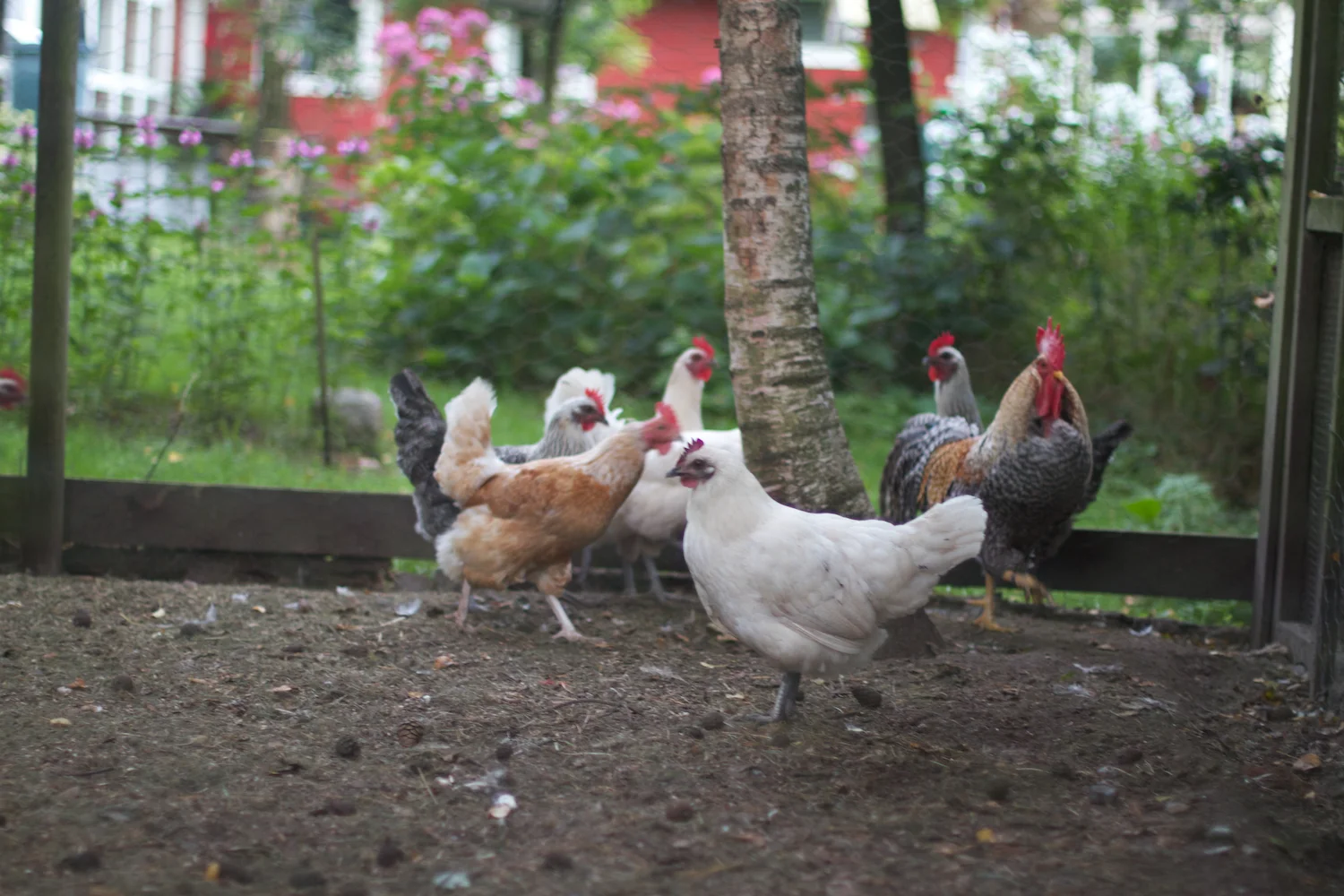 skd pic 2012_08_24 IMG_4529.CR2.jpg