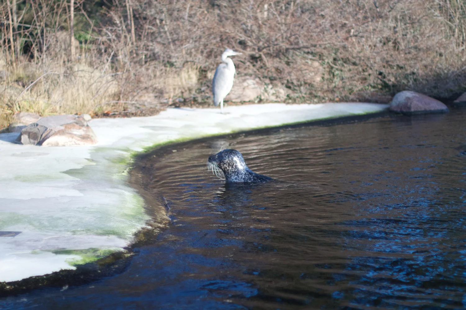 skd pic 2012_12_28 IMG_6949.CR2.jpg