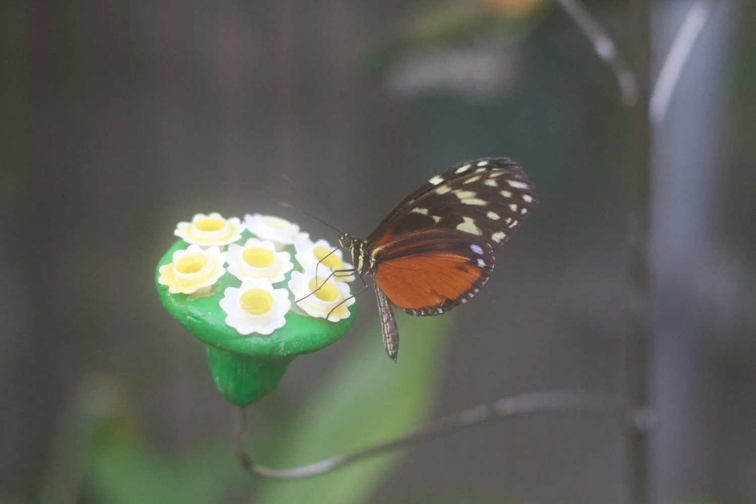 skd pic 2012_12_28 IMG_7029.CR2.jpg