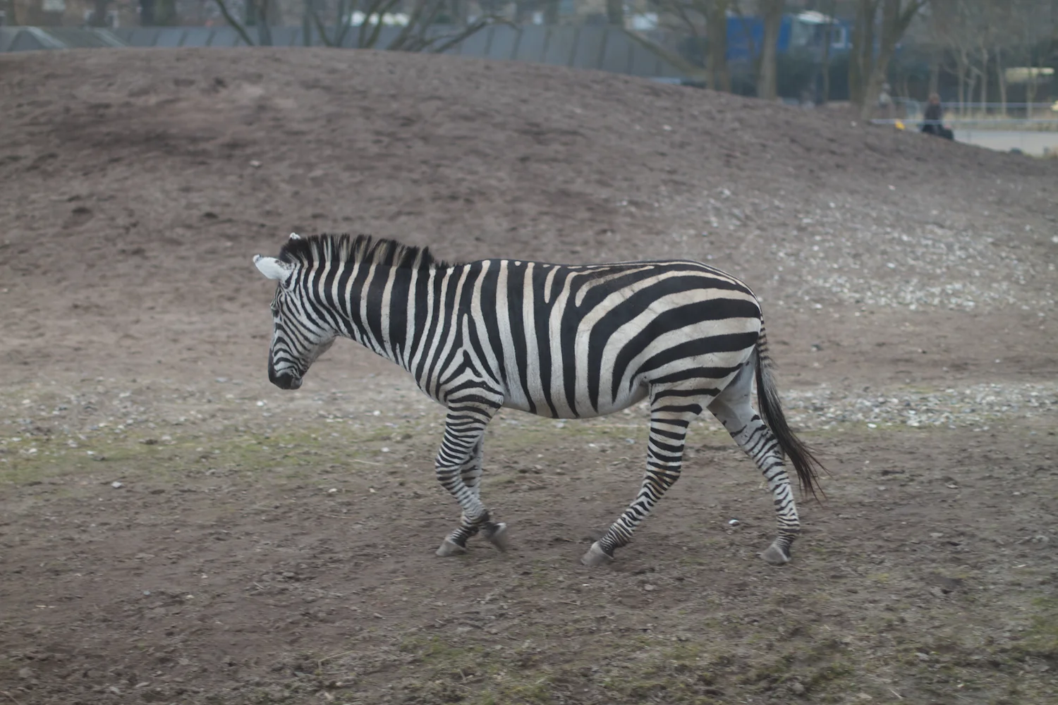 skd pic 2012_03_17 IMG_9077.CR2.jpg