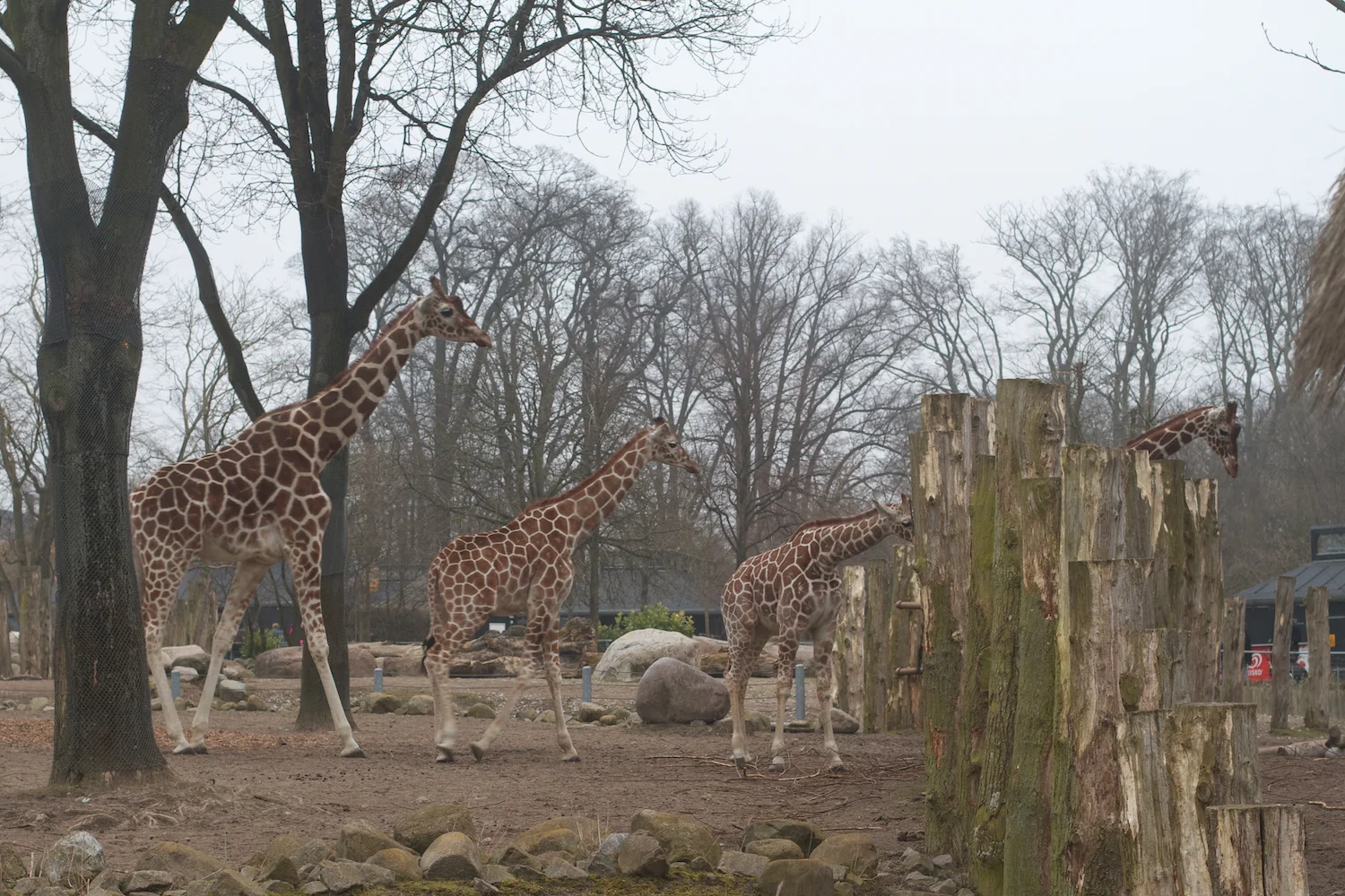 skd pic 2012_03_17 IMG_9135.CR2.jpg