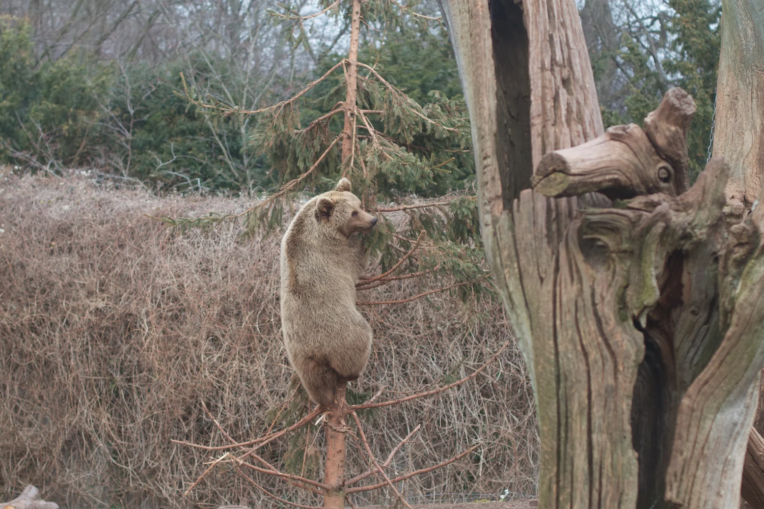 skd pic 2012_03_17 IMG_9258.CR2.jpg