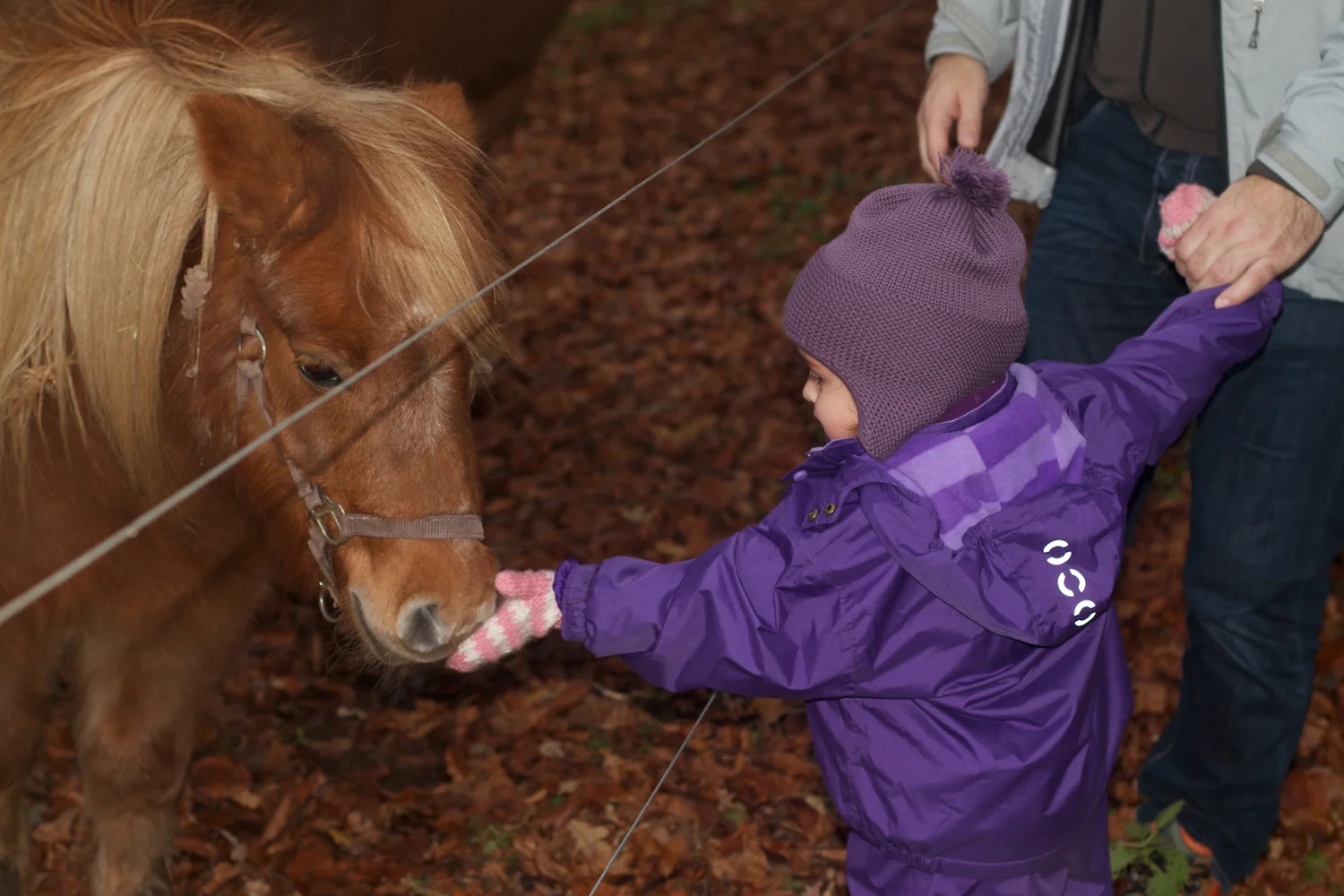 skd pic 2013_11_16 IMG_5841.CR2.jpg