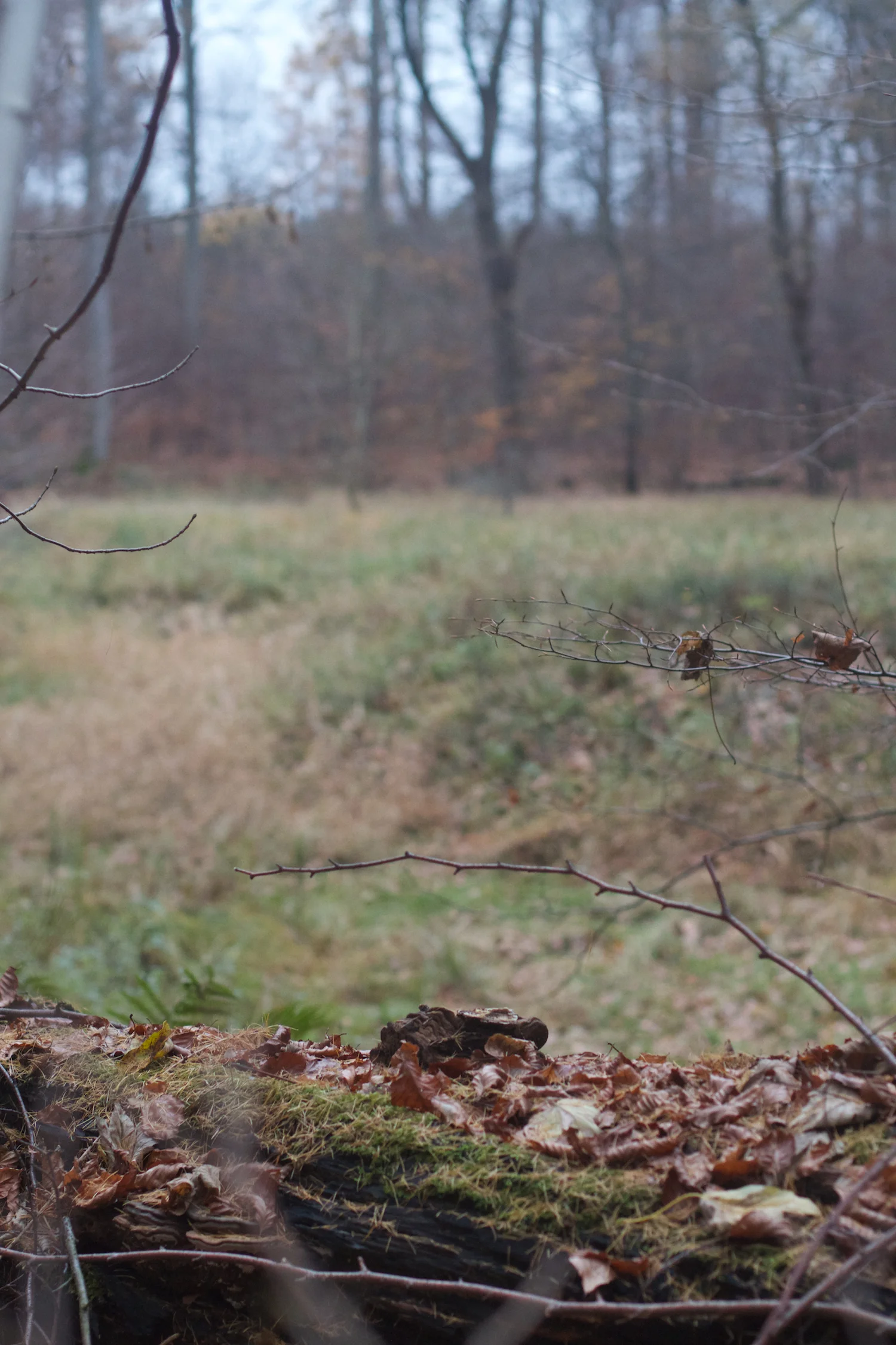 skd pic 2013_11_16 IMG_6014.CR2.jpg