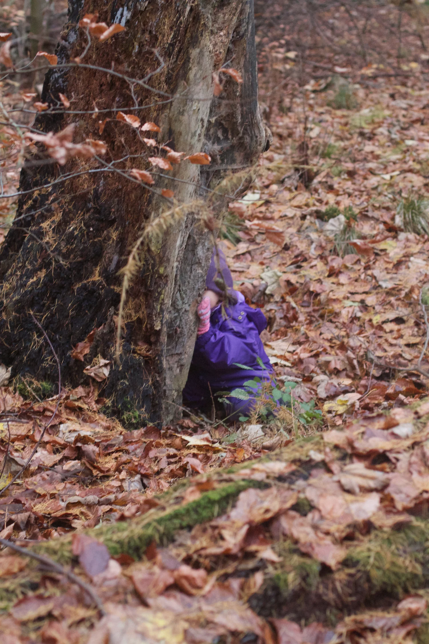 skd pic 2013_11_16 IMG_6067.CR2.jpg