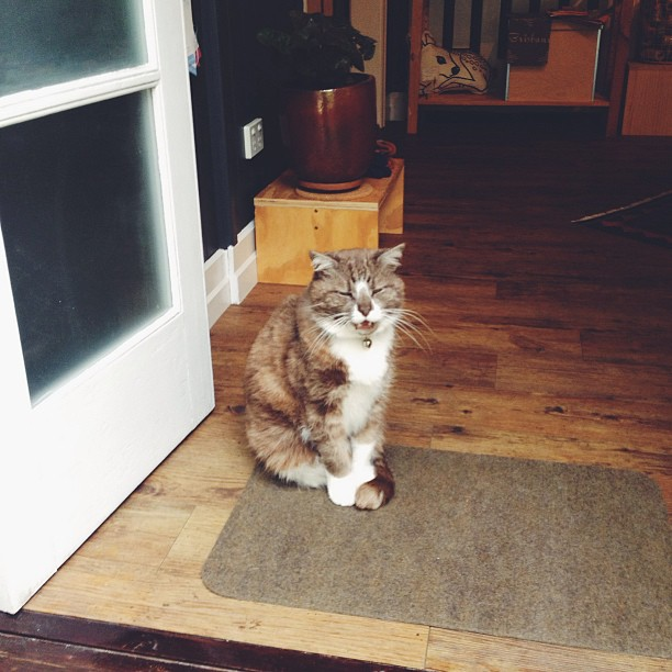 Pedro the shop cat at Nook
