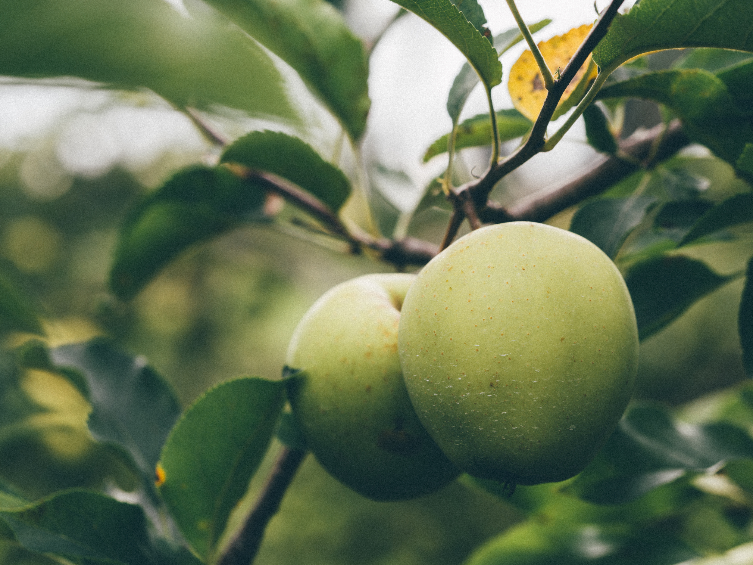 apples.jpeg