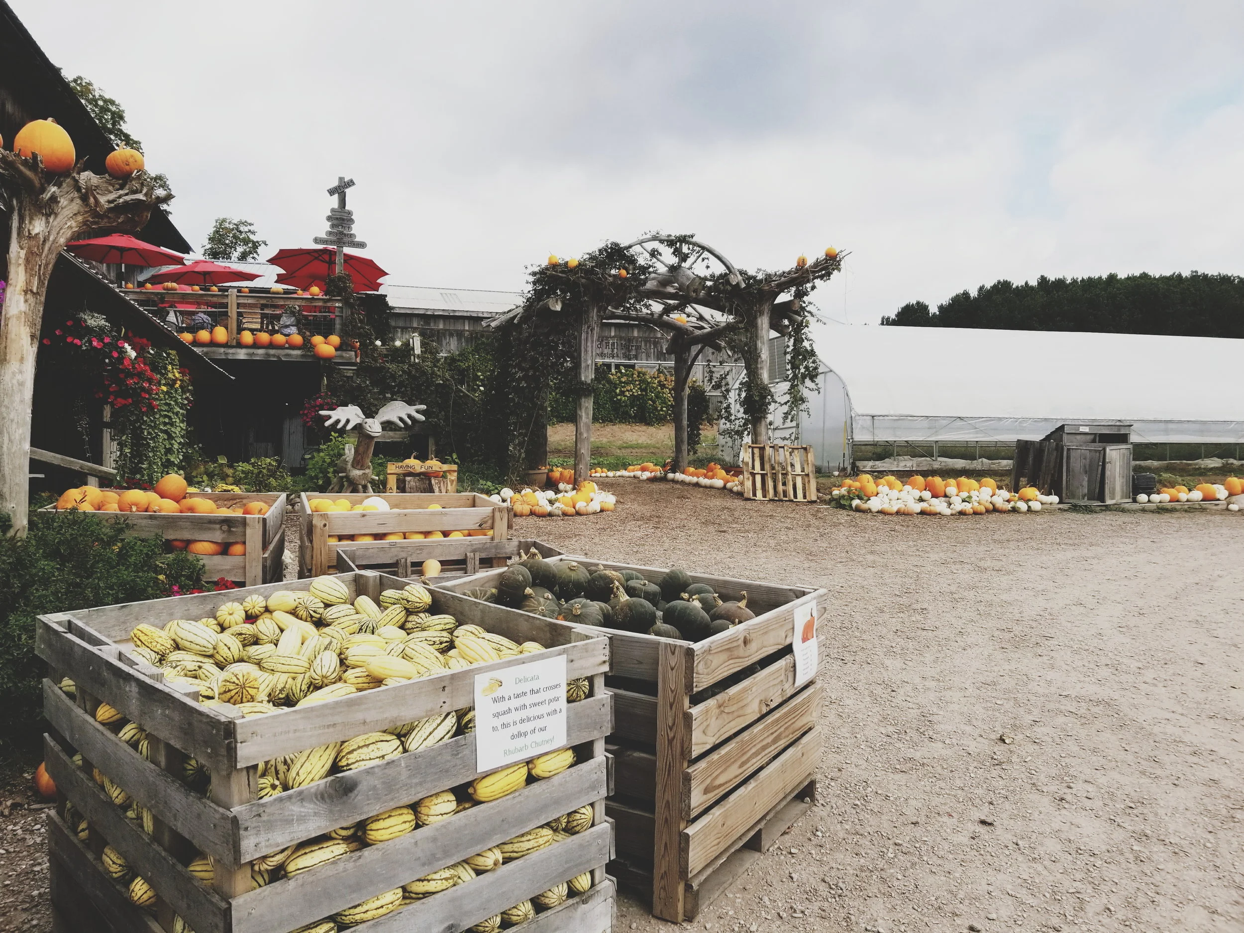 Harvest at Pond Hill Farm.jpg