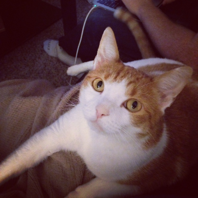 Ginger 'Bean Toes'