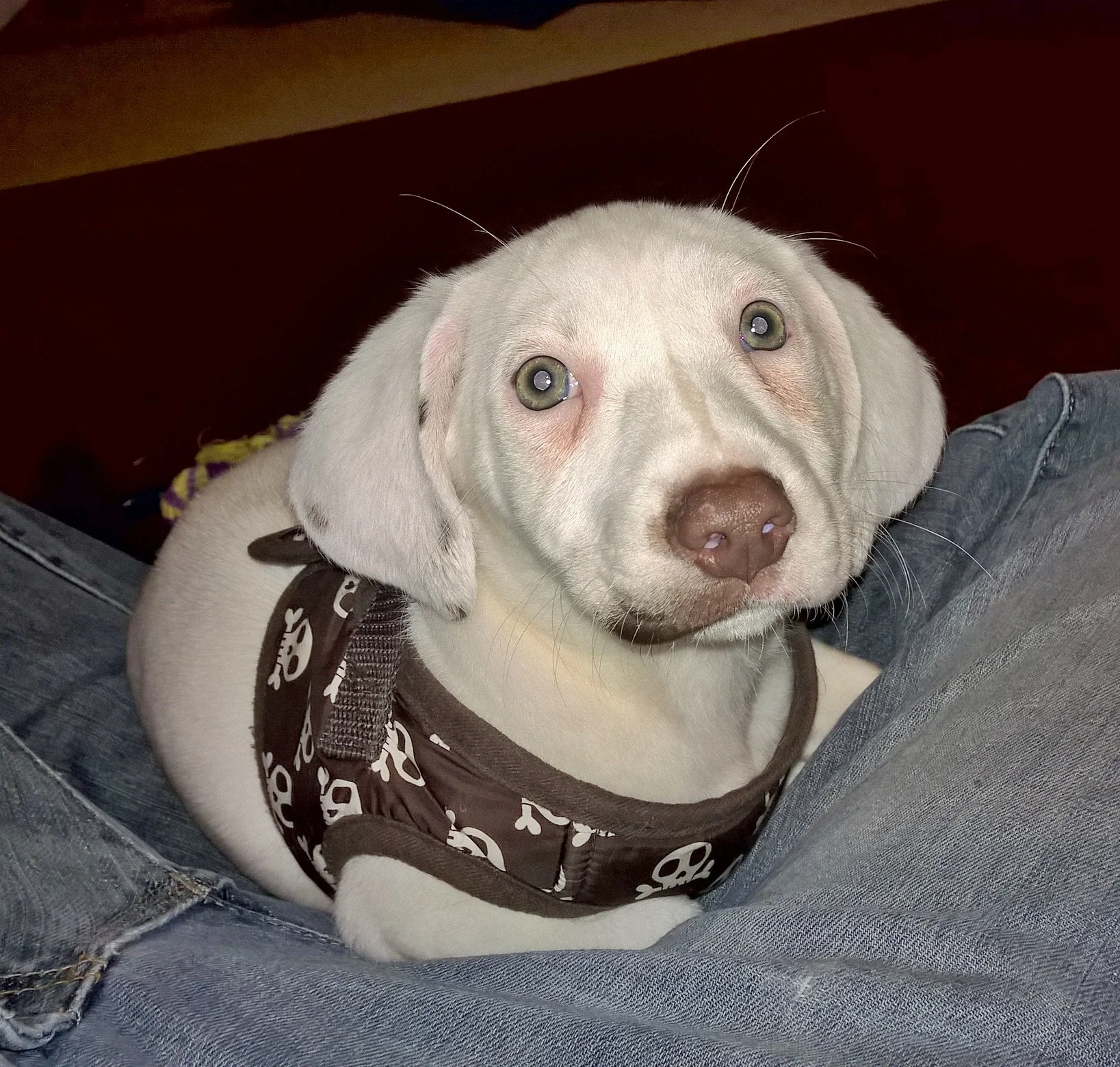 Gratuitous sad puppy photo