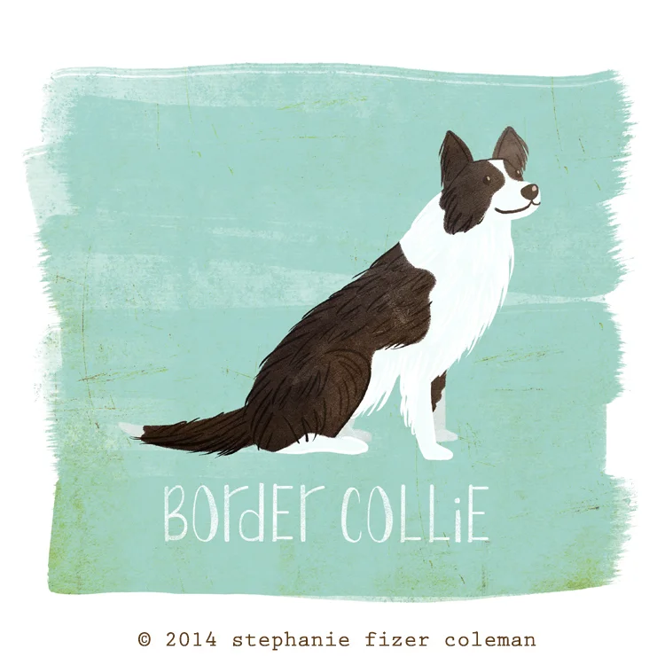 border collie